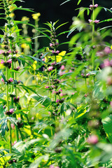 Leonurus sibiricus, Common Motherwort Herb, honeyweed or Siberian motherwort, is an herbaceous plant species native to China, Mongolia, and Siberia. It is used as an alternative to marijuana.