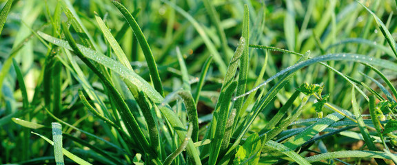 Green leek leaves in growth at vegetable garden