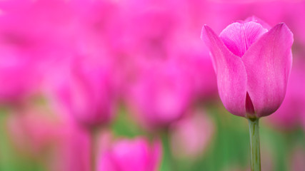 Buds of Pink tulips with fresh green leaves in soft lights at blur background with place for your text. Hollands tulip bloom in the park in spring season. Floral banner for a floristry shop. macro. Se