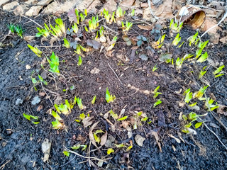 green plants in the garden