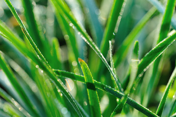 Green chives leaves in growth at vegetable garden