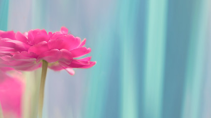 one dark pink terry tulip on a blue gradient background