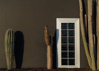 large cacti on the background of the wall and hats, Texas