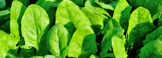 Green spinach in growth at vegetable garden