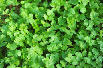 Green parsley plants in growth at vegetable garden
