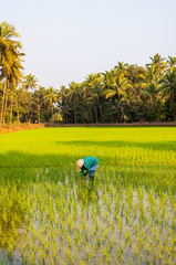 Indian female labourer/woman cultivating in the fields of Quepem in Goa, India
