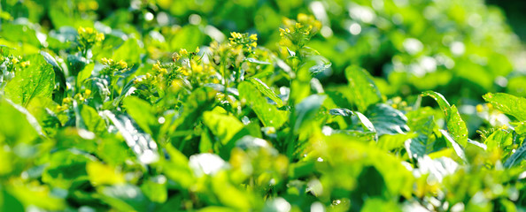 Fototapeta na wymiar Green choy sum in growth at vegetable garden