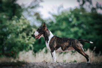 Bull terrier show dog posing. Mini bullterrier.	