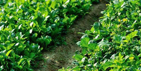 Green choy sum in growth at vegetable garden
