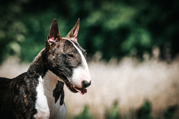 Bull terrier show dog posing. Mini bullterrier.	