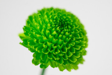 green grass isolated on white background