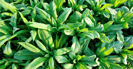 Green leaf lettuce in growth at vegetable garden