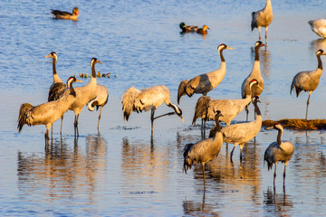Flock of Cranes standing in the water