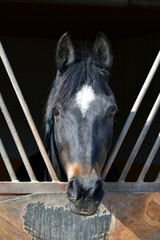 Portrait of a beautiful warmblood horse in an outdoor box.