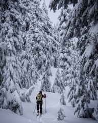 female skier hiking skinning up the snowy mountain on back-country skis in powder wonderland Vancouver Canada 