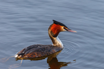Colorful Crested Grebe swimming in lake
