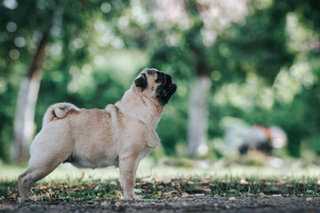 Pug dog in the forest posing. Beautiful young pug female in green background