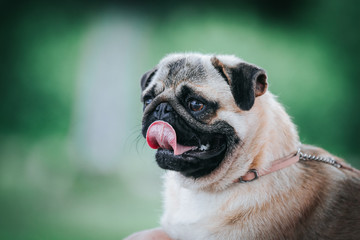 Obraz premium Pug dog in the forest posing. Beautiful young pug female in green background 