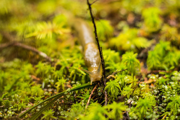 slugs snail in wilderness nature pacific north west on fir and moss 