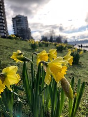 FREESIA spring flower blooming in Canada Vancouver after winter in early spring with tall building in background 
