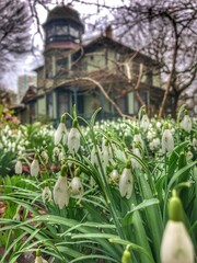 Snowdrop spring flower blooming in early spring after winter, covered in water with heritage  house in background and blur background 