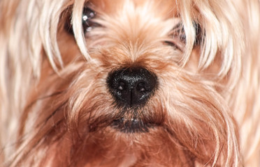 Black nose of a Yorkshire Terrier dog close-up.