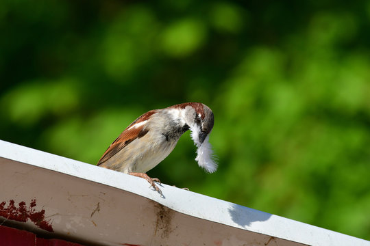 A house sparrow with a feather in its beak.
