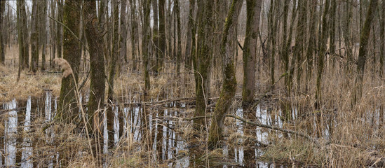 Moorlandschaft bei Kolbermoor