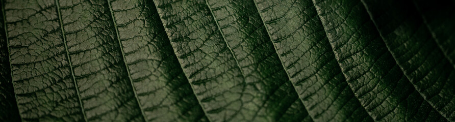 Nature of green leaf in garden at summer. Natural green leaves plants using as spring background cover page greenery environment ecology wallpaper