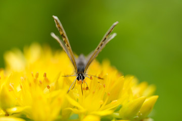 花の蜜を吸うシジミチョウ