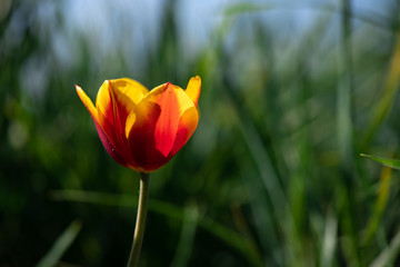 Nice color tulip flowers after the spring rain nature flora