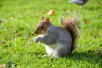 Naklejka na ściany i meble Curious squirrel eating in St. James Park in London