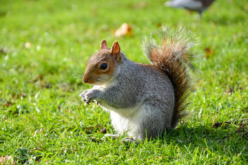 Curious squirrel eating in St. James Park in London