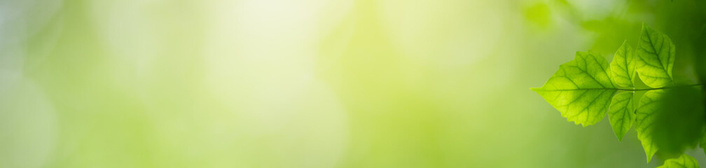 Nature of green leaf in garden at summer. Natural green leaves plants using as spring background cover page greenery environment ecology wallpaper