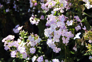 Lilac flowers in the garden