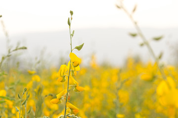 Sunn hemp or Chanvre indien, Legume yellow flowers that bloom in a farmer's field