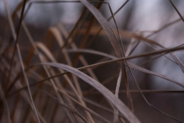 nature abstract