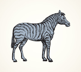 Zebra. Vector drawing