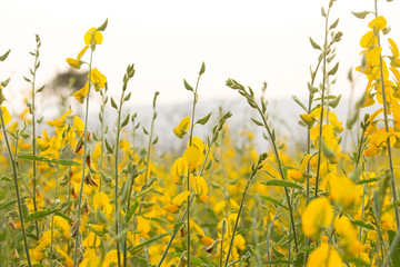 Sunn hemp or Chanvre indien, Legume yellow flowers that bloom in a farmer's field