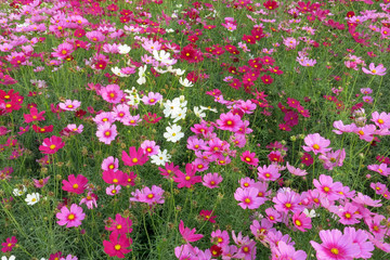 the beautiful garden of pink and white cosmos flowers in full bloom