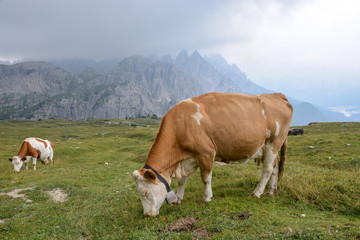 Fototapeta na wymiar A few cows grazing on the grass in the Dolomites
