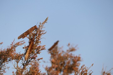 Locusts feeding on desert plants