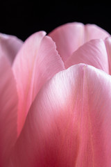 Tulip flower in bloom macro still with smooth pink petals