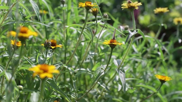 Butterfly pollinates beautiful orange flowers, close up, shallow DOF
