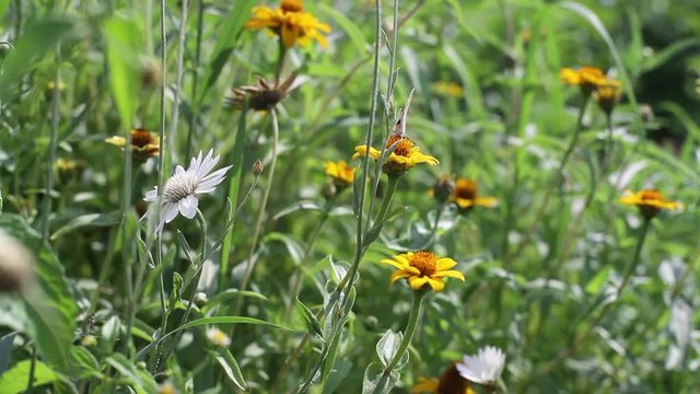 Butterfly pollinates orange flower, close up, shallow DOF