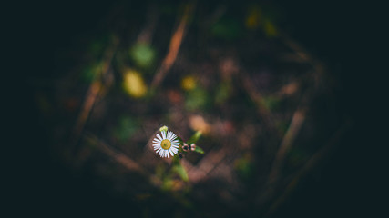 beautiful little daisy flower on a beautiful blurred background. High Quality Photo
