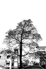 Silhouette big Tree With White Background