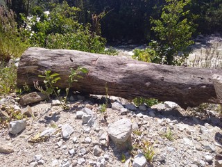 wasted tree in the forest