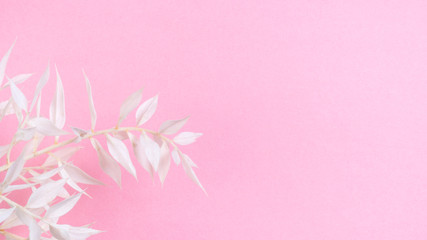 Fresh white branch blossoms on pink background.