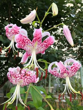 pink flowers in the garden